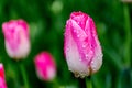 Ã©ÆÂÃ©â¡âÃ©Â¦â¢Ã¯Â¼ËÃ¥Â­Â¦Ã¥ÂÂÃ¯Â¼Å¡Tulipa gesneriana L.Ã¨â¹Â±Ã¦ââ¡Ã¥ÂÂÃ¤Â¸ÂºÃ¢â¬ÅGarden tulipÃ¢â¬ÂÃ¦ËâÃ¢â¬ÅDidier`s tulipÃ¢â¬ÂÃ£â¬â